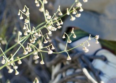 Eriogonum nutans glabratum