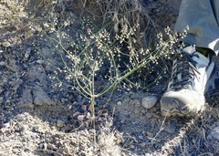Eriogonum nutans glabratum