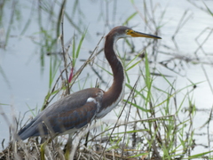 Egretta tricolor image