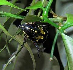 Rutela