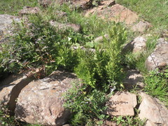 Dryopteris athamantica