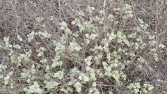 Sphaeralcea obtusiloba