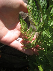 Dryopteris athamantica