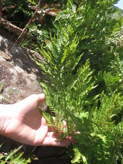 Dryopteris athamantica