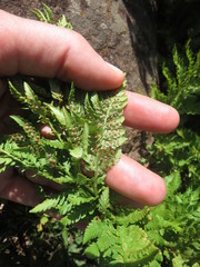 Dryopteris athamantica