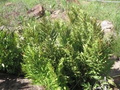 Dryopteris athamantica