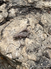 Phyllodactylus bordai