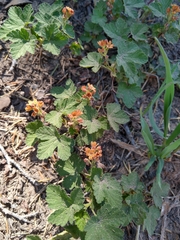 Ribes erythrocarpum