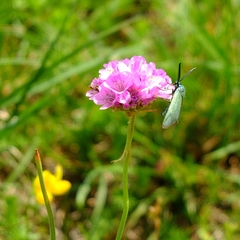 Armeria maritima halleri