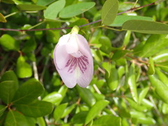 Clitoria fragrans