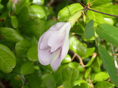Clitoria fragrans