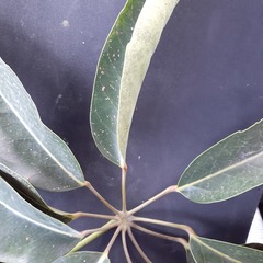 Heptapleurum arboricola