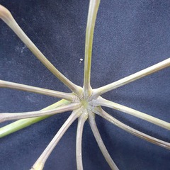 Heptapleurum arboricola