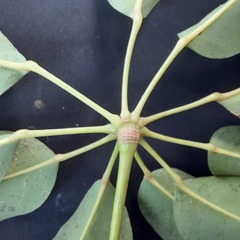 Heptapleurum arboricola