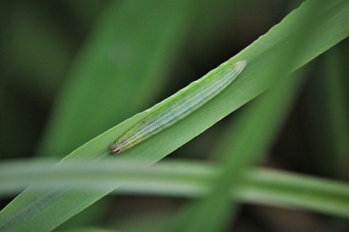 Juodbuožis Storgalvis nuotrauka