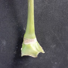 Heptapleurum arboricola