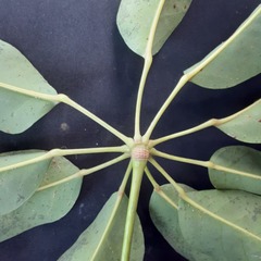 Heptapleurum arboricola