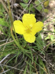 Oenothera berlandieri pinifolia