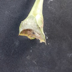 Heptapleurum arboricola