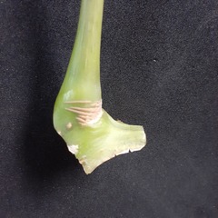 Heptapleurum arboricola