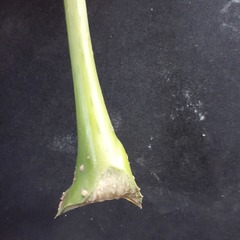 Heptapleurum arboricola