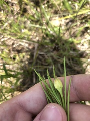 Oenothera berlandieri pinifolia