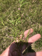 Oenothera berlandieri pinifolia