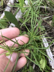 Oenothera berlandieri pinifolia