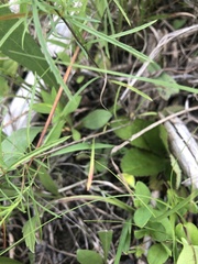 Oenothera berlandieri pinifolia
