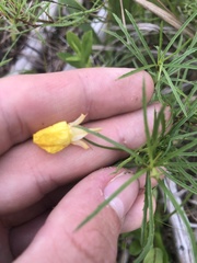 Oenothera berlandieri pinifolia