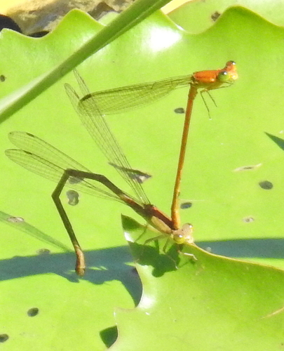 Common Citril