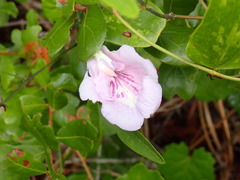 Clitoria fragrans