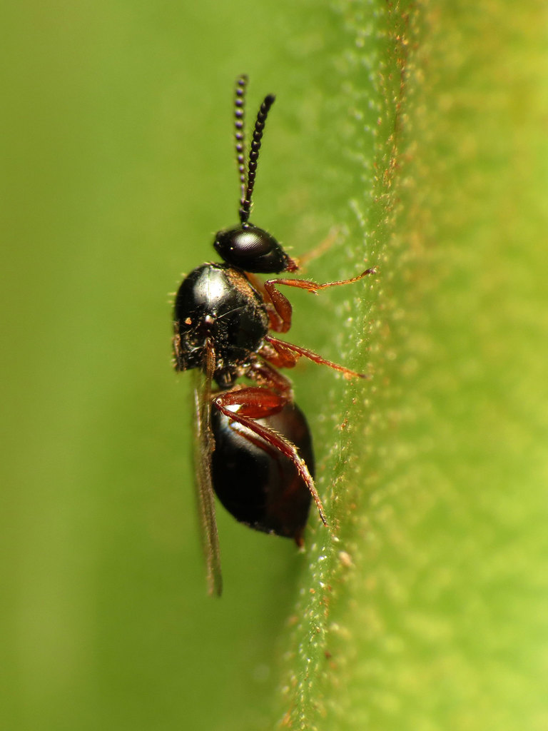 Gall Wasps and Allies