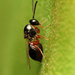 Gall Wasps and Allies - Photo (c) Katja Schulz, some rights reserved (CC BY)
