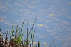Sympetrum illotum