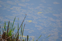 Sympetrum illotum