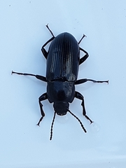Centronopus calcaratus
