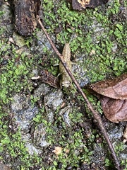 Chaeteessa