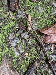 Chaeteessa