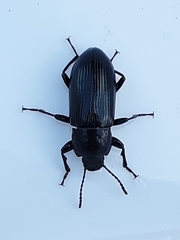 Centronopus calcaratus