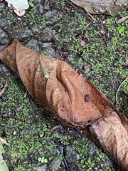 Chaeteessa