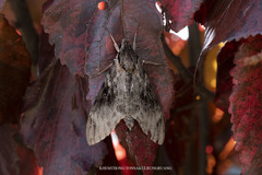 Psilogramma discistriga