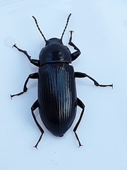 Centronopus calcaratus