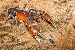 Euastacus maidae