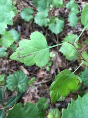 Crataegus iracunda