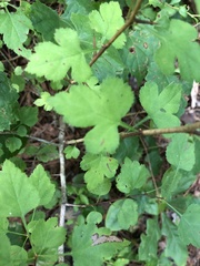 Crataegus iracunda
