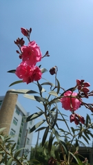 Magnoliopsida