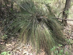 Muhlenbergia macroura