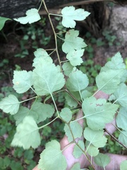 Crataegus iracunda