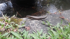 Eutropis multifasciata